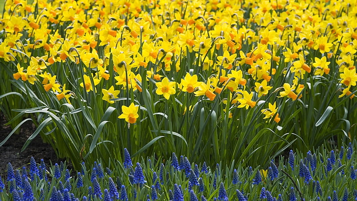 bed of yellow petaled flowers, daffodils, muscari, flowers, bed, spring, green, earth, HD wallpaper