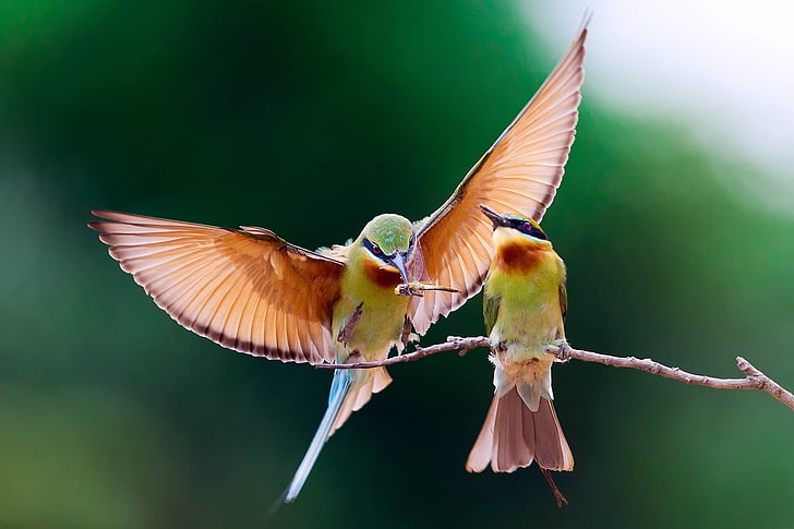two green-and-brown birds, bee-eater, bird, couple, branch, HD wallpaper