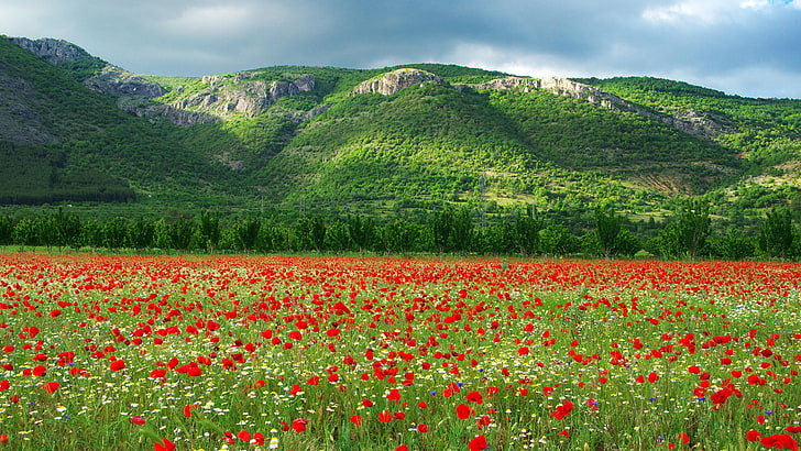 bulgaria, scenery, poppy field, camomiles, poppies, stunning, landscape, hill, field, poppy, flower field, HD wallpaper