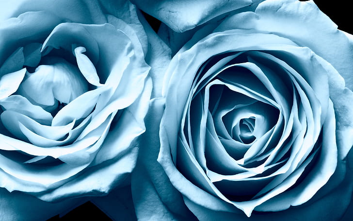 الورود الزرقاء عريضة ، زرقاء ، عريضة ، ورود، خلفية HD