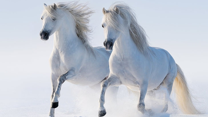 two white horses, horse, HD wallpaper