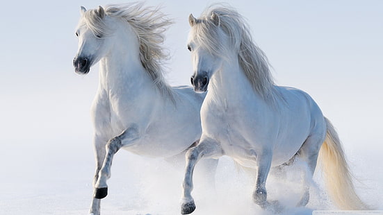 dwa białe konie, koń, Tapety HD HD wallpaper