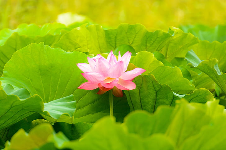 pink petal flower with green leaves, Lotus Flower, pink, petal, green leaves, Shinobazu Pond, Ueno, Taito-ku, Tokyo  Japan, D7100, TAMRON, SP 70, f/4, lotus Water Lily, nature, water Lily, plant, pond, pink Color, leaf, flower Head, flower, summer, botany, HD wallpaper