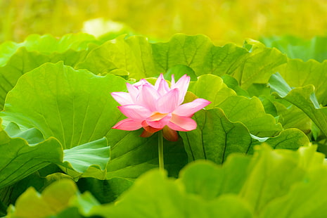 pink petal flower with green leaves, Lotus Flower, pink, petal, green leaves, Shinobazu Pond, Ueno, Taito-ku, Tokyo  Japan, D7100, TAMRON, SP 70, f/4, lotus Water Lily, nature, water Lily, plant, pond, pink Color, leaf, flower Head, flower, summer, botany, HD wallpaper HD wallpaper