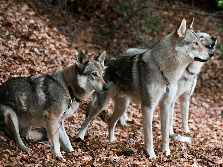 three gray wolves, dogs, czechoslovakian, dogs, czechoslovakian, Dogs, gray wolves, TWH, Czechoslovakian  Wolfdog, Chien, loup, canis lupus lupus, canis lupus familiaris, dog, Hund, wolf, natural Beauty, animal, junghund, nature, purebred Dog, friendship, mammal, outdoors, pets, canine, HD wallpaper