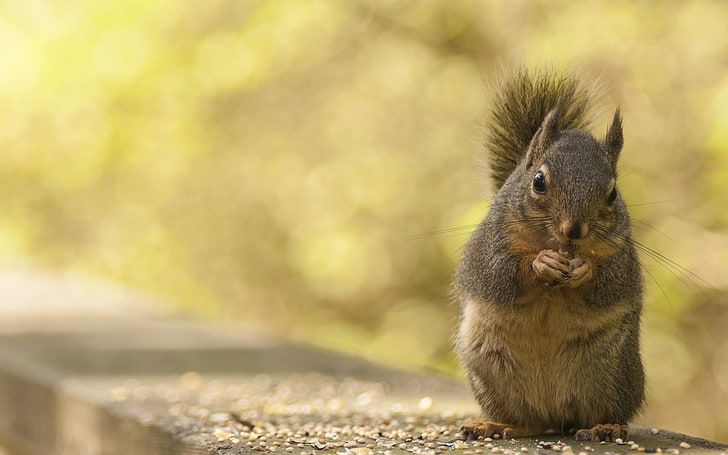 animals, squirrel, nuts, eating, HD wallpaper