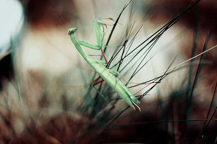 serangga, hewan, tumbuhan, makro, Praying Mantis, Wallpaper HD
