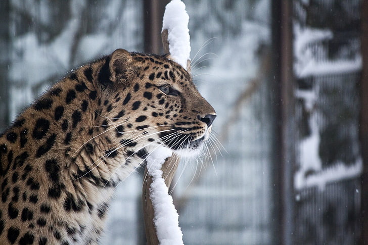 amur, cat, leopard, muzzle, wild, HD wallpaper