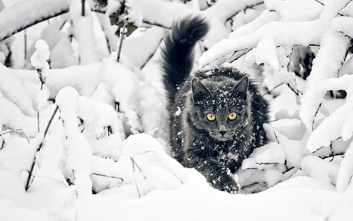 котка, сняг, животни, жълти очи, черни котки, HD тапет