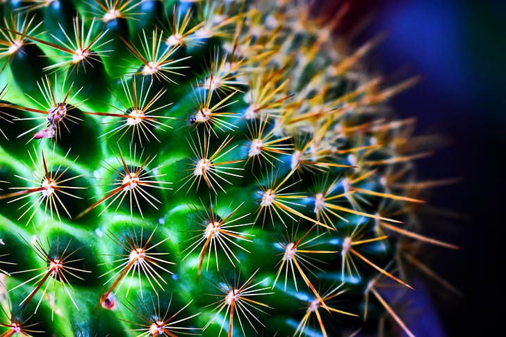 Kaktus, Grün, Blumen, Makro, HD-Hintergrundbild