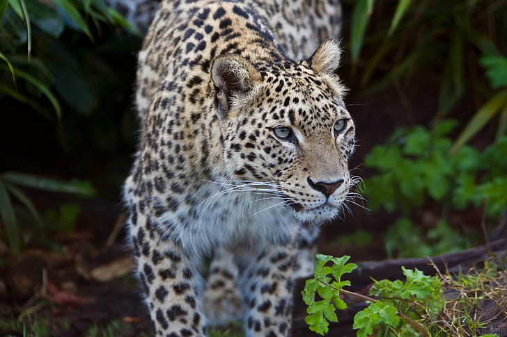 Stalking Leopard, leopard, feline, animals, HD wallpaper