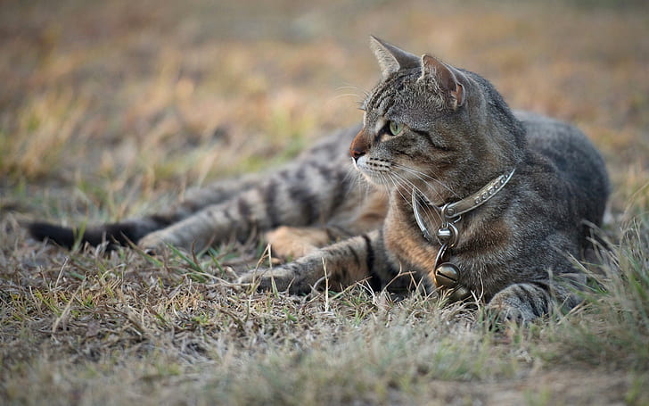 Gray cat lying ground, grass, bokeh, Gray, Cat, Lying, Ground, Grass, Bokeh, HD wallpaper