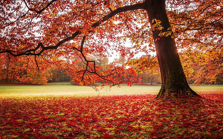 клен, природа, пейзаж, парк, осень, листья, газоны, деревья, красный, HD обои