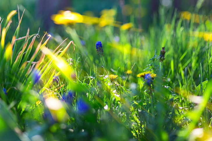 голубой цветок, глубина резкости, боке, макро, солнечный свет, природа, трава, цветы, голубые цветы, HD обои