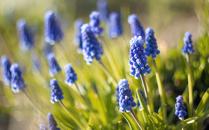 macro, blur, nature, Muscari, blue flowers, HD wallpaper