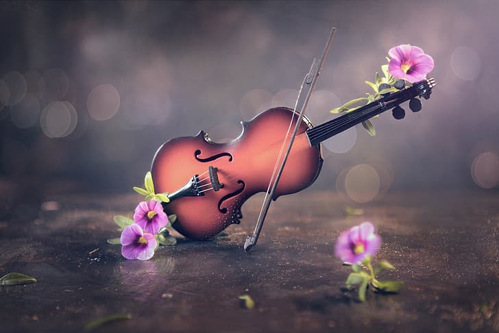 flowers, plants, violin, musical instrument, HD wallpaper