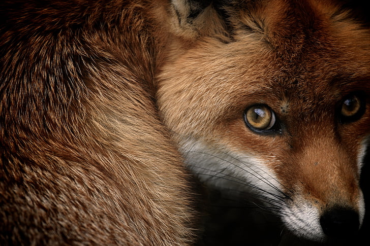 Red fox, National Geographic, HD wallpaper