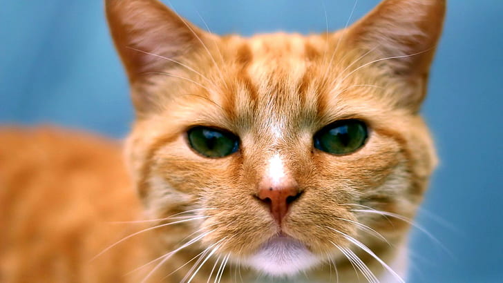Ginger Cat, skyphoenixx1, ginger, picture, fantastic, nice, beautiful, kittens, animals, amazing, pretty, wallpa, HD wallpaper