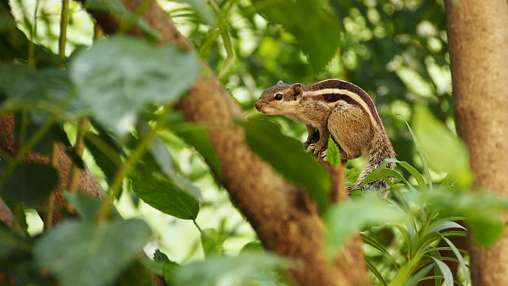 brown squirrel, squirrel, branches, wood, striped, HD wallpaper