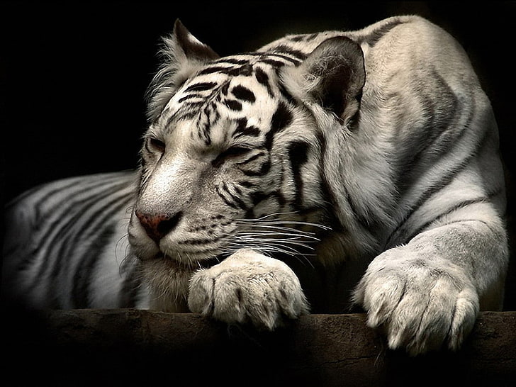white tigers, tiger, animals, HD wallpaper