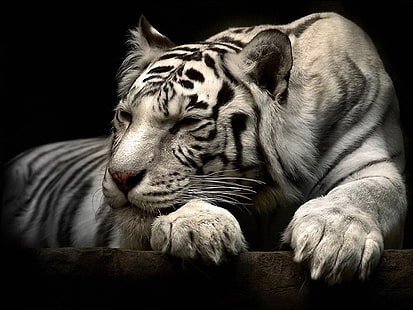tigres blancos, tigres, animales, Fondo de pantalla HD HD wallpaper