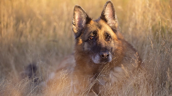adulto pastor alemán, perro, pastor alemán, animales, Fondo de pantalla HD HD wallpaper
