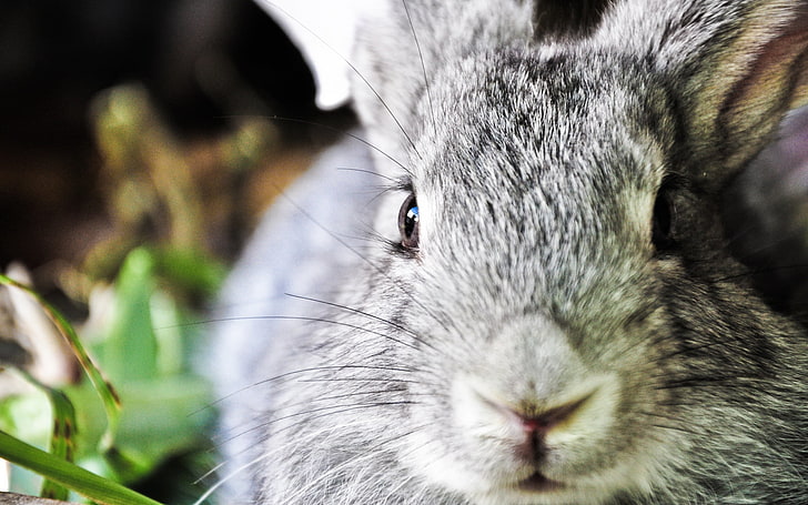 회색 토끼, 토끼, 귀, 얼굴, 코, HD 배경 화면