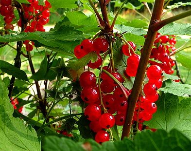 fotografia bukiet czerwonych wiśni, fotografia, pęczek, czerwony, wiśnie, owoce, jagody, owoce, dojrzałe, natura, żywność, liść, świeżość, rolnictwo, jagoda, lato, organiczne, roślina, Tapety HD HD wallpaper