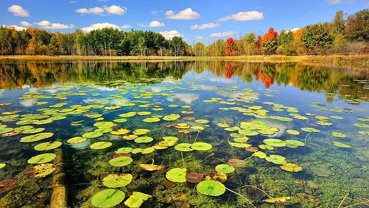 lili air hijau, danau, air, tanaman, pohon, awan, alam, pemandangan, Wallpaper HD