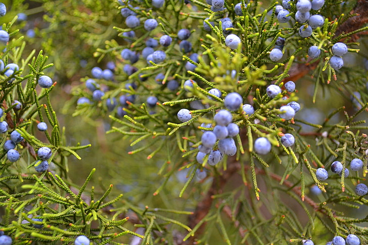round blue fruits, greens, berries, plant, Bush, juniper, HD wallpaper