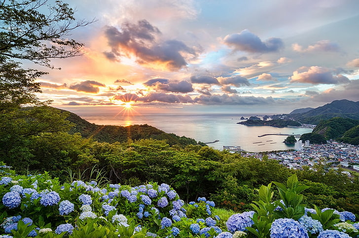 lila klusterblommor, Japan, solnedgång, stadsbild, hav, blommor, kullar, träd, hortensia, vik, hamnar, sommar, moln, grön, orange, blå, lila, natur, landskap, blå blommor, HD tapet