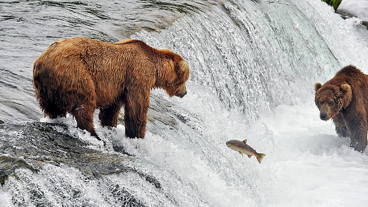 картина медведей ловить рыбу, HD обои