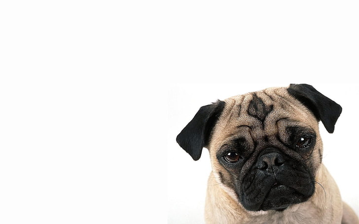 pug screensavers and backgrounds, HD wallpaper