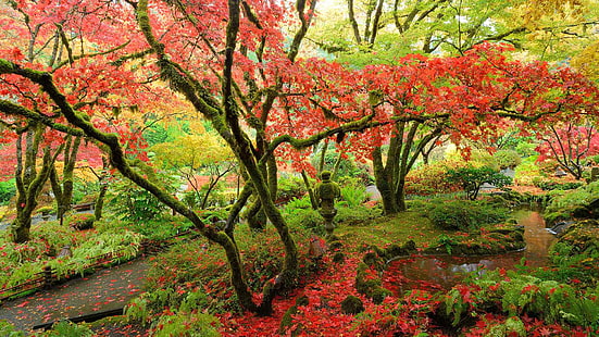 Canada, British Columbia, Vancouver island, Japanese maple, Butchart Gardens, HD wallpaper HD wallpaper
