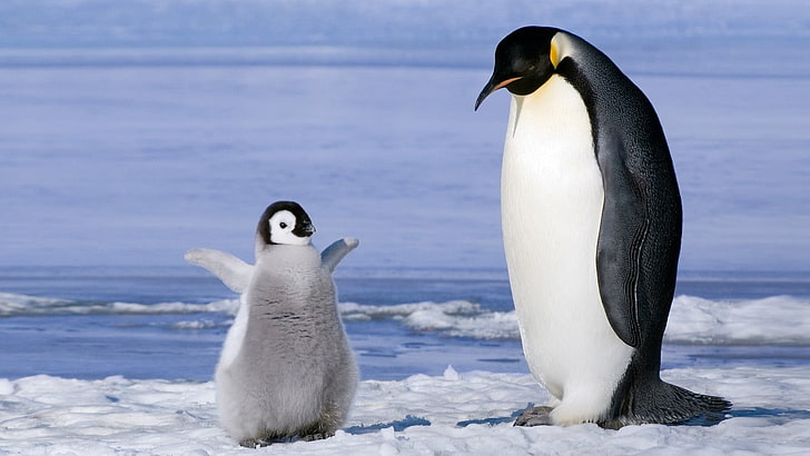 two white-and-black penguins, penguins, birds, baby animals, ice, HD wallpaper
