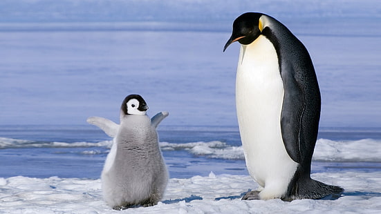 two white-and-black penguins, penguins, birds, baby animals, ice, HD wallpaper HD wallpaper