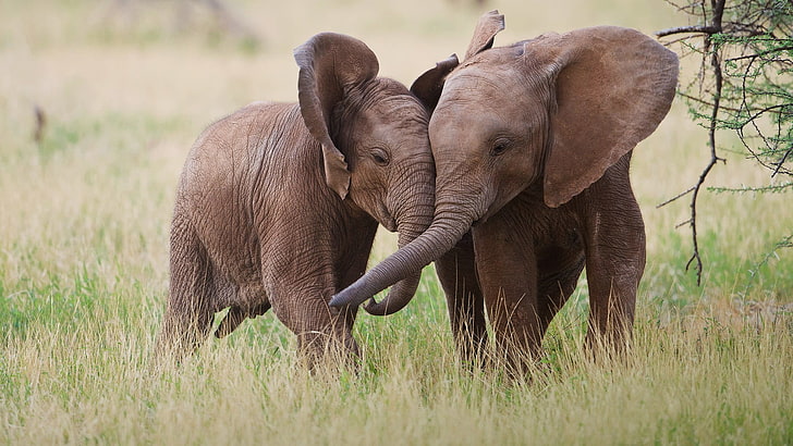 dua gajah coklat, binatang bayi, binatang, gajah, Wallpaper HD