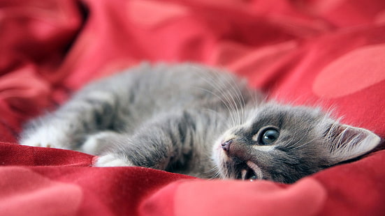 short-furred gray kitten, animals, cat, blurred, kittens, HD wallpaper HD wallpaper