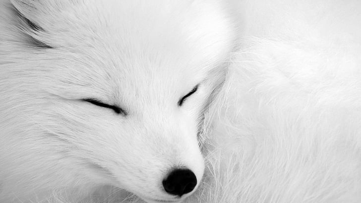 Cães, raposa ártica, animal, close-up, dormir, branco, HD papel de parede