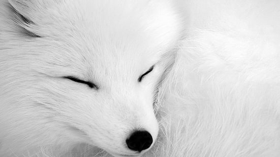 Кучета, арктическа лисица, животно, едър план, спящ, бял, HD тапет HD wallpaper