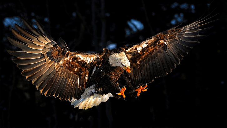 Attacking Eagle.., HD wallpaper