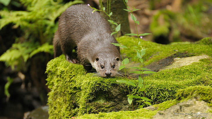 River Otter, Bavarian Forest, Germany, Animals, HD wallpaper
