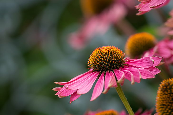 photography of pink flower during day time, echinacea, echinacea, Pink, Echinacea, Explored, photography, flower, day, time, Sussex, Prairies, Prairie Garden, Henfield, nature, plant, coneflower, close-up, summer, petal, HD wallpaper