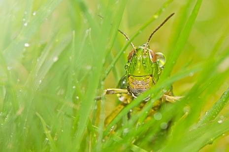 Insekt, Gras, Heuschrecke, Makro, HD-Hintergrundbild HD wallpaper