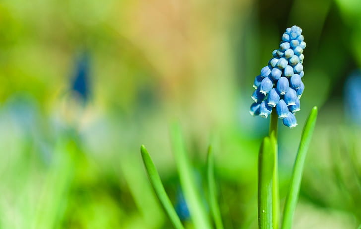 زهور ماكرو مسكاري زهور زرقاء، خلفية HD