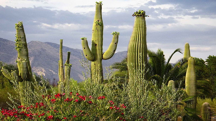 green cactus, arizona, cactus, flowers, plants, nature, HD wallpaper