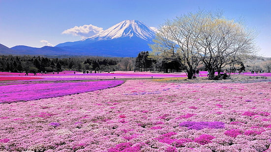美しい、春、日本、アジア、滝の上公園、都市公園、北海道、花畑、フィールド、花、風景、富士、マウント、山、 HDデスクトップの壁紙 HD wallpaper