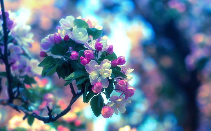 Spring, apple tree, flowers, white and purple flowers, Spring, Apple, Tree, Flowers, HD wallpaper