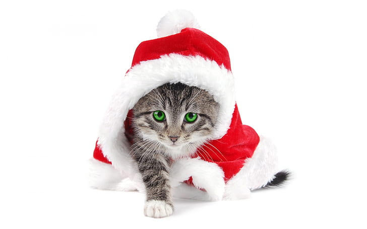 Cat Kitten Christmas HD, коричневый полосатый котенок в красно-белом халате, животные, кот, котенок, рождество, HD обои