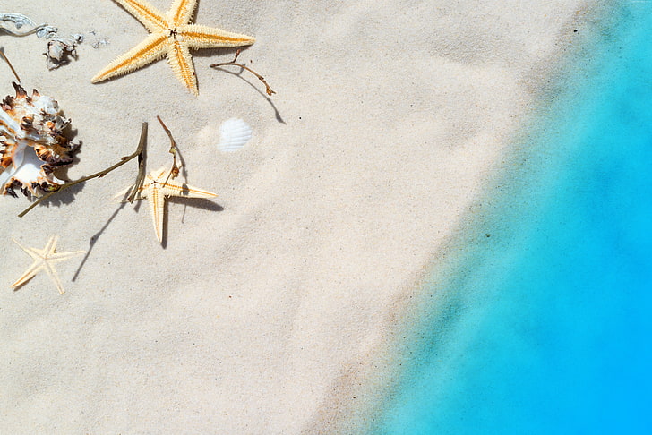 морска звезда, пясък, плаж, черупка, 8k, HD тапет